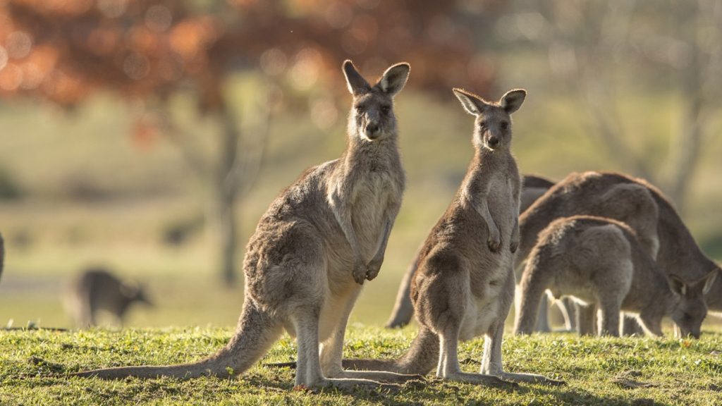 kangaroos in the wild near melbourne