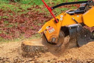 Why Professional Stump Removal Is Better Than Leaving Stumps In Place