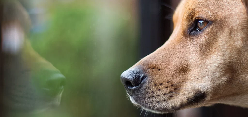 How to Get Rid of Stinky Dog Breath