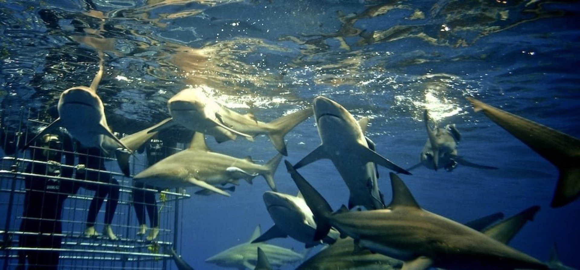 Experience the Thrill of Shark Cage Diving Like Never Before